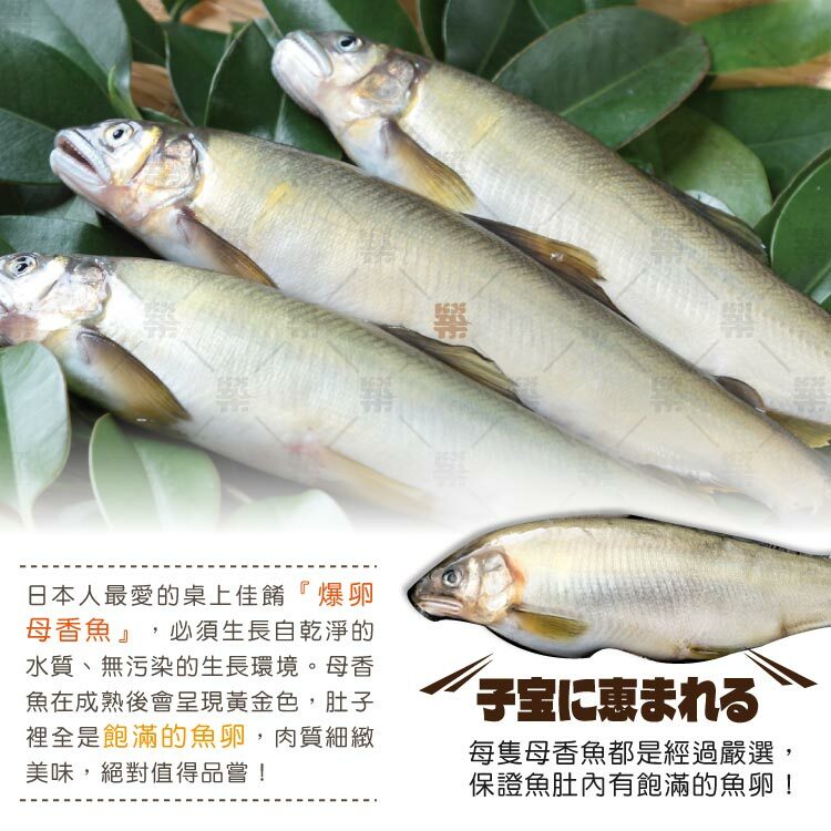 成熟母香魚肚子裡飽滿的魚卵