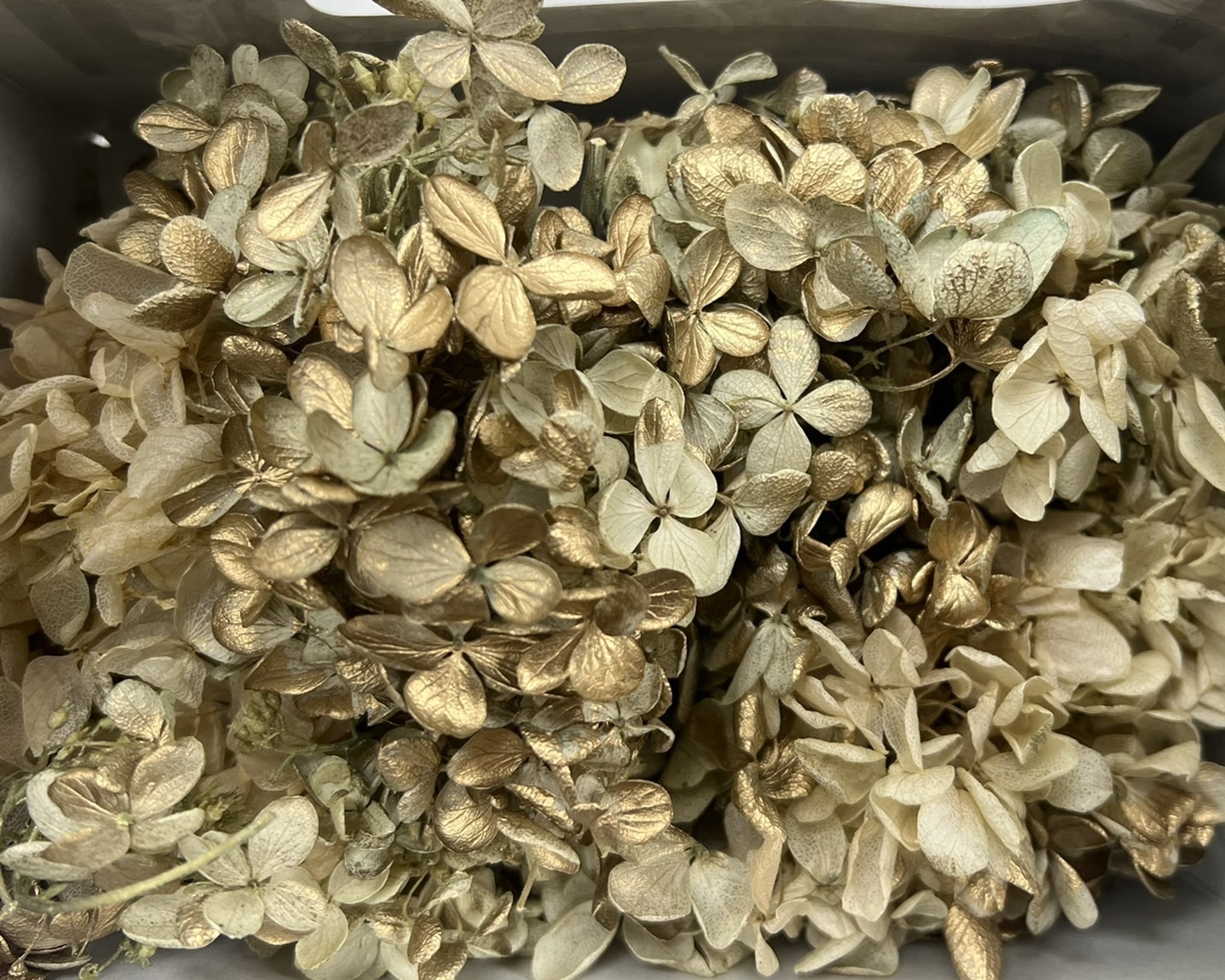 (特價)日本不凋鑲金中葉繡球01510-082