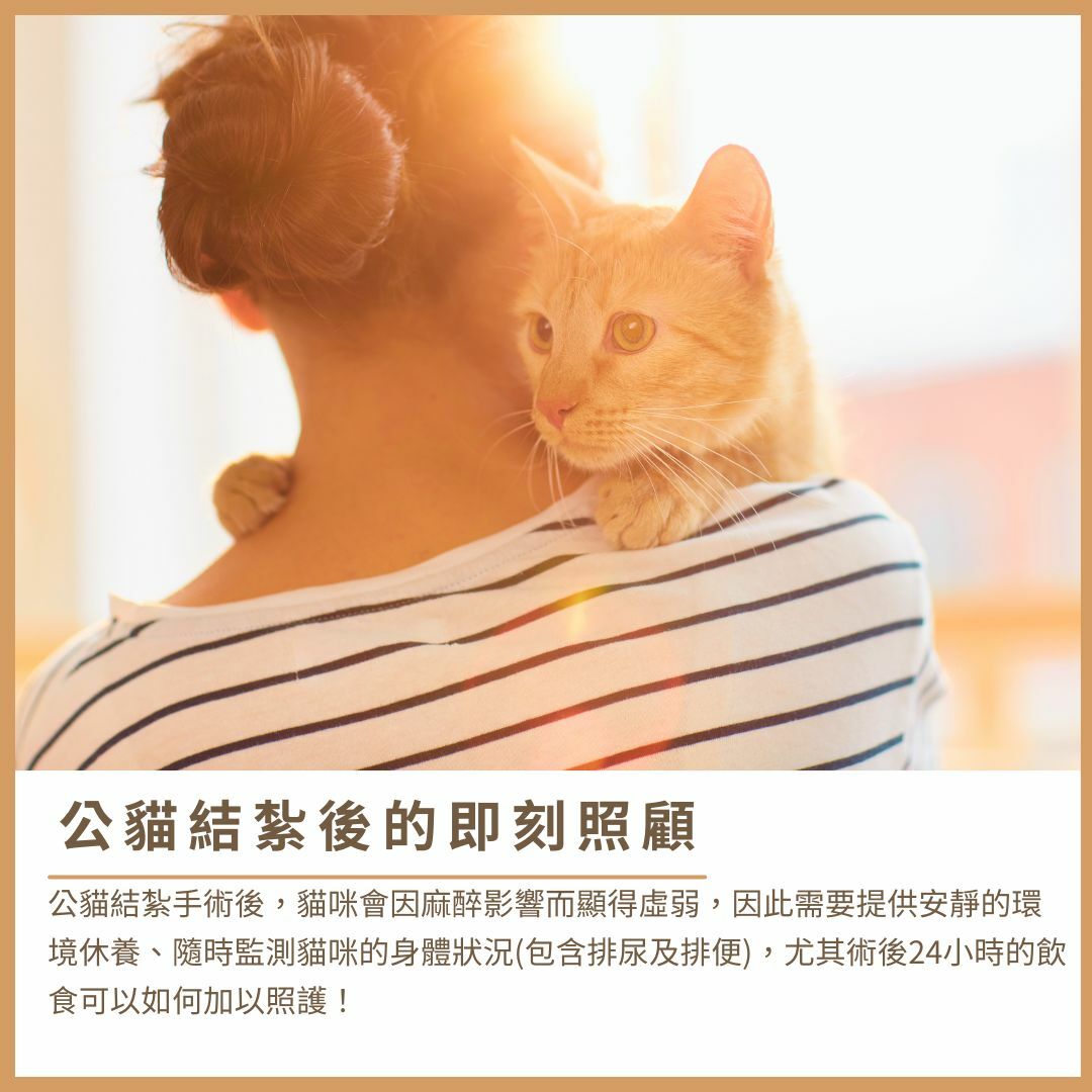公貓結紮後的照顧與護理