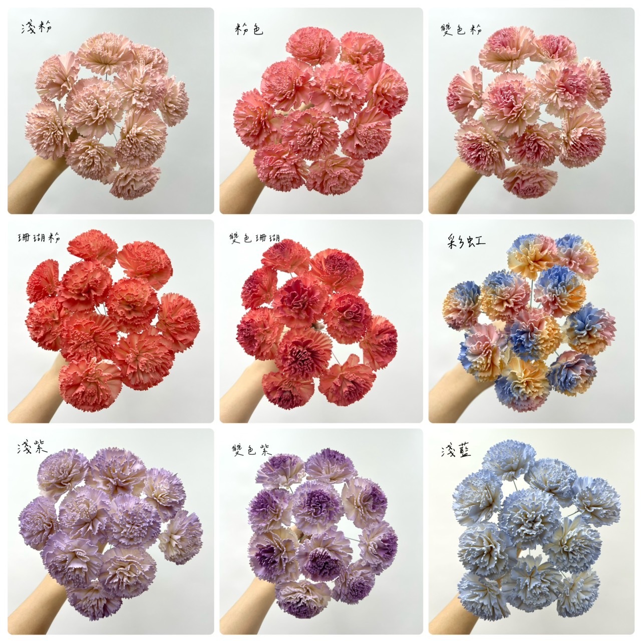 越南索拉花 尖葉康乃馨 4CM<十支一把>