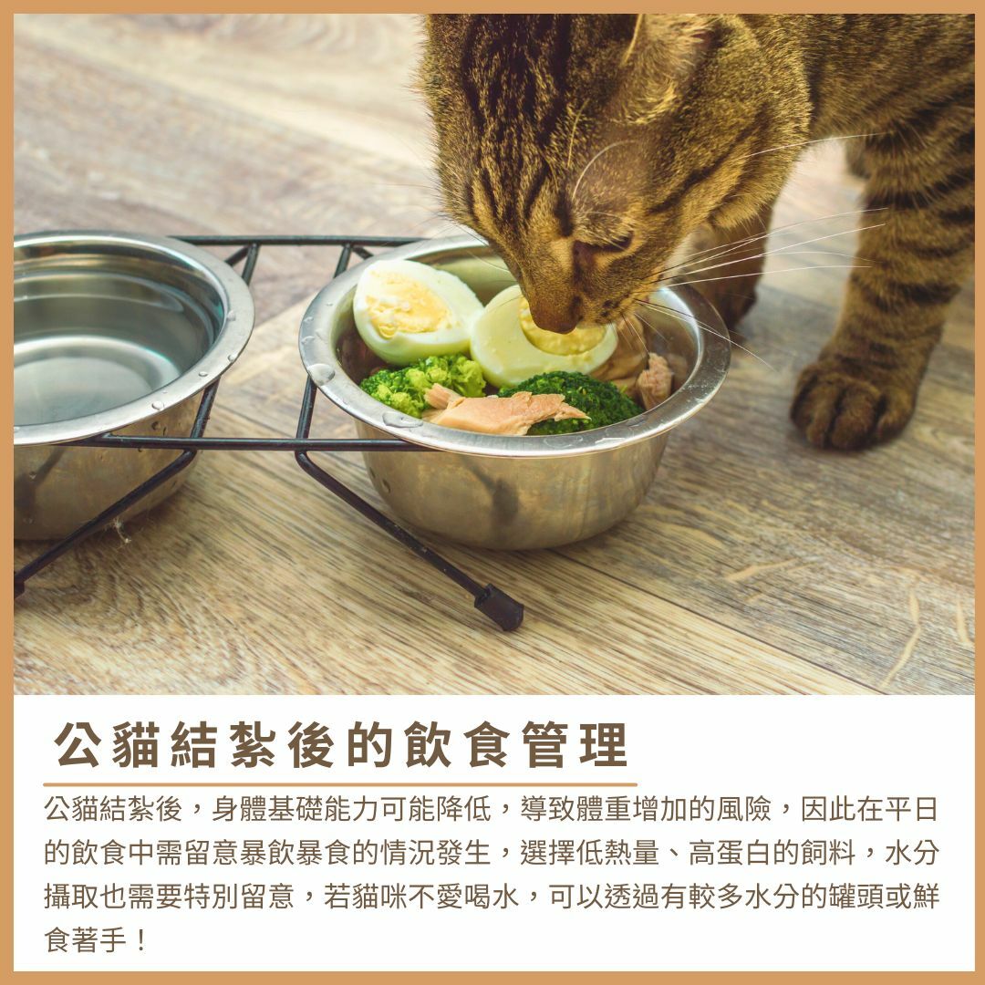 公貓結紮後的飲食管理