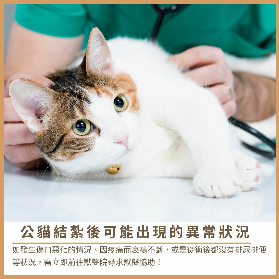 公貓結紮後可能會出現的異常狀況