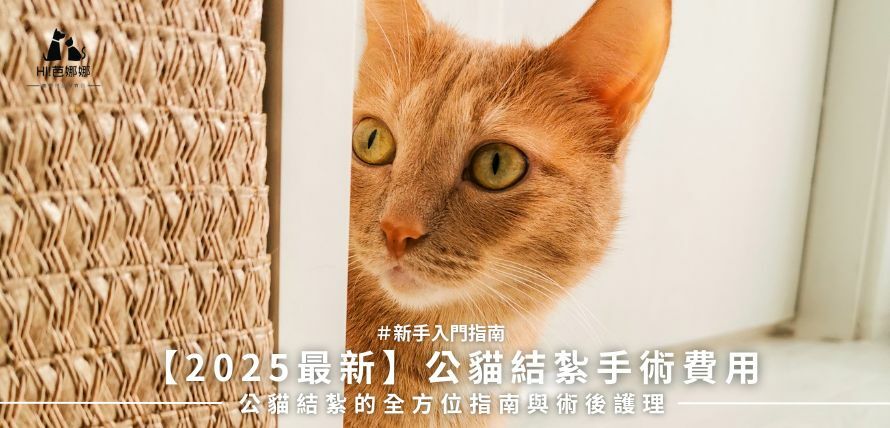 【2025最新】公貓結紮手術費用：公貓結紮的全方位指南與術後護理