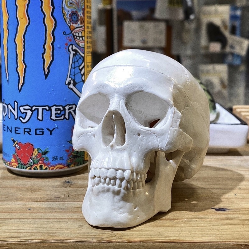 頭骨模型 骷顱頭 布魯克
