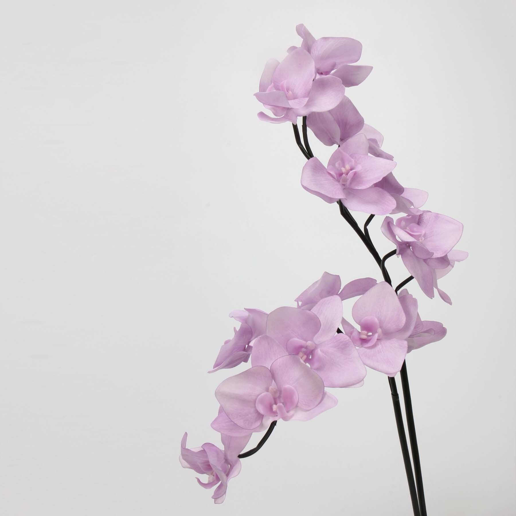 仿真貝麗娜蝴蝶蘭