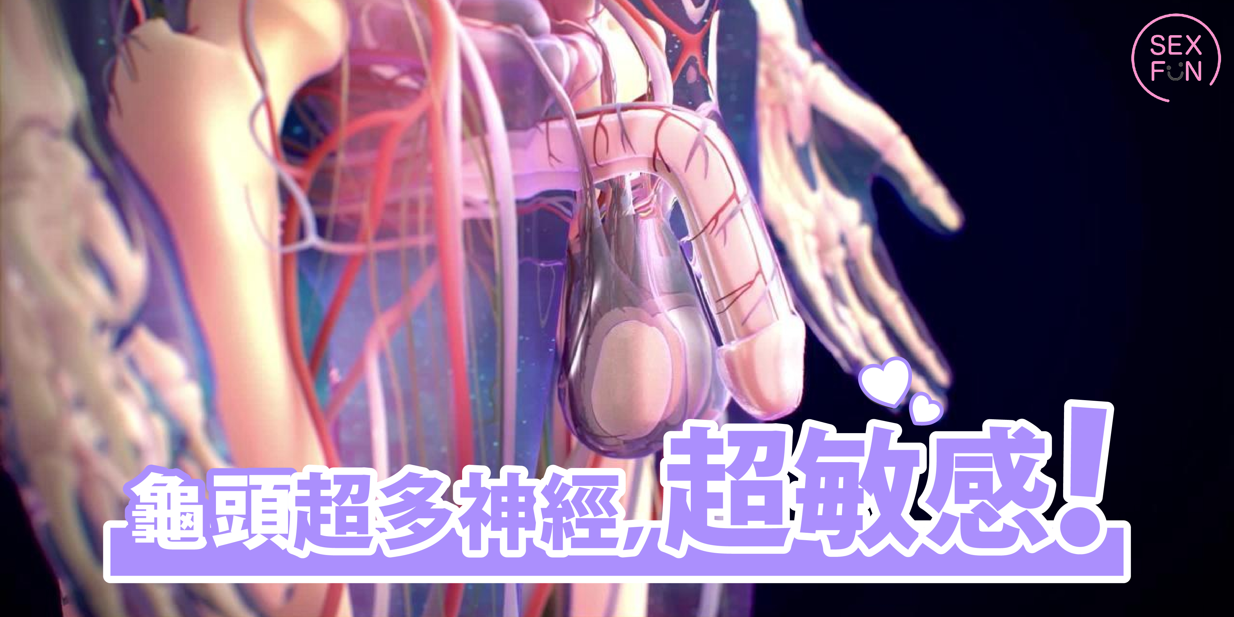 龜頭有很多神經和血管的透視圖