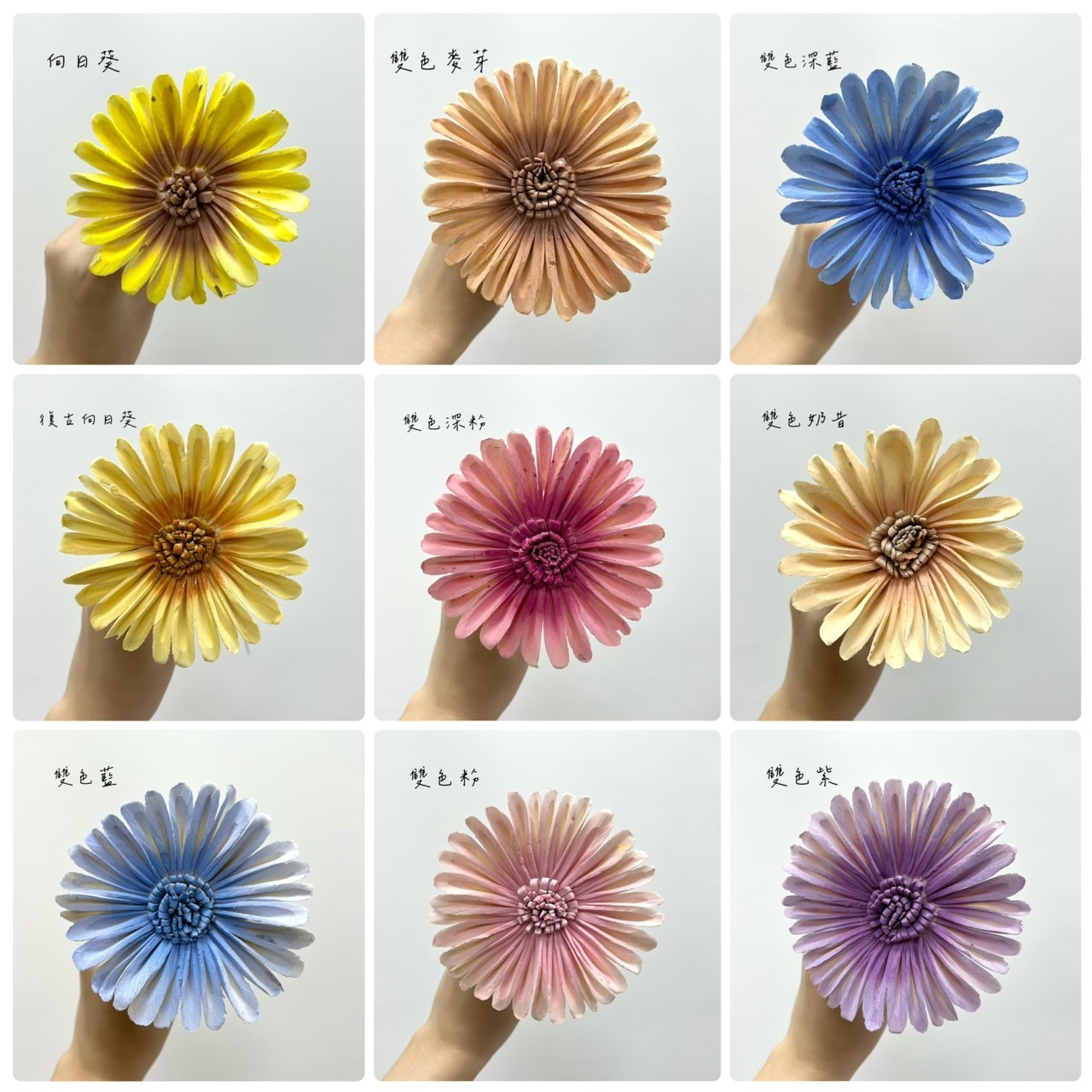 印度索拉花 非洲太陽花 10CM <五支一把>