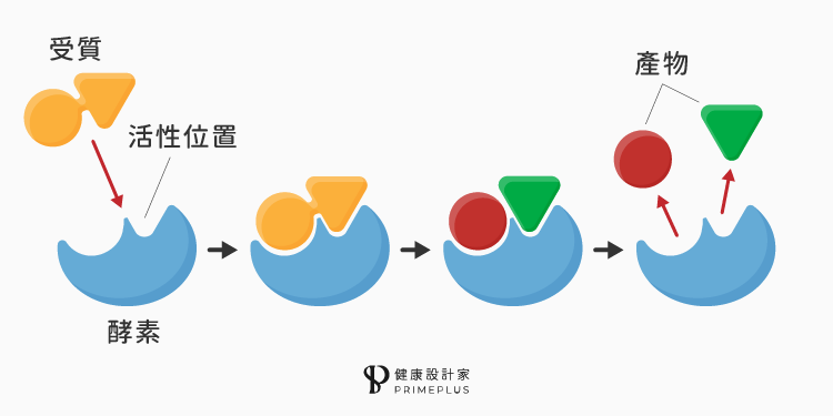 酵素促進合成與分解反應的流程
