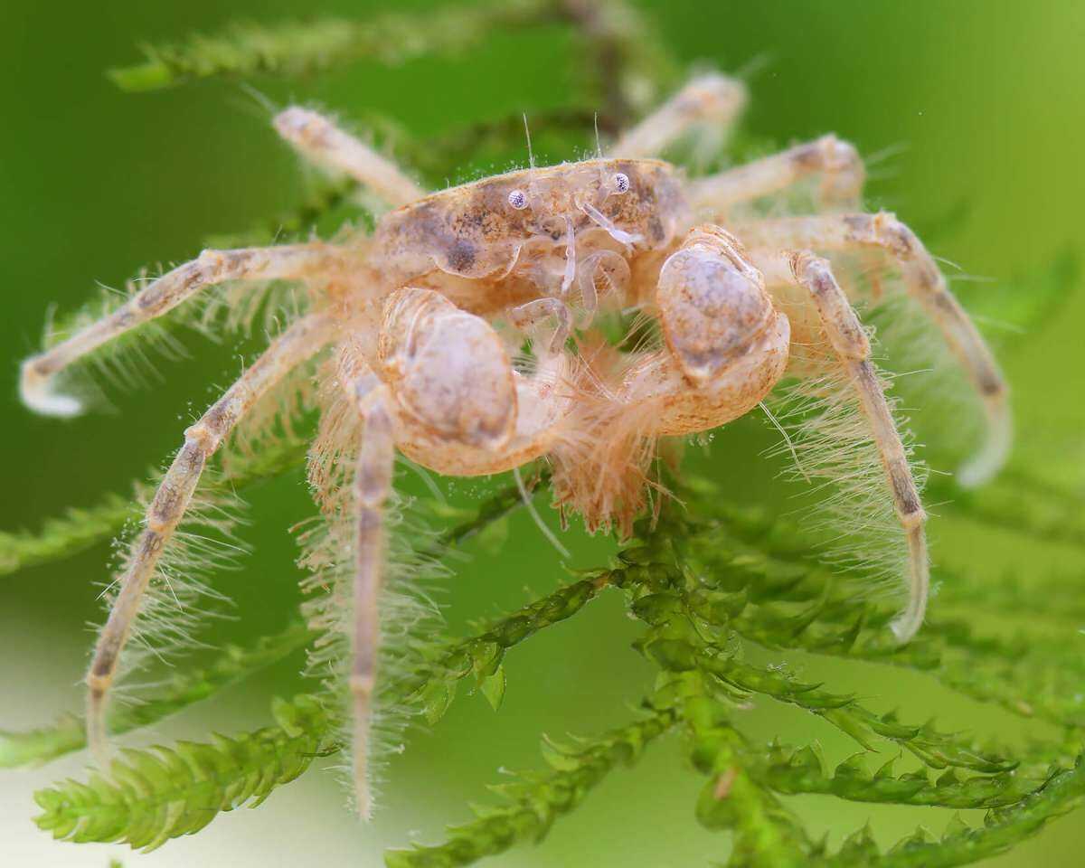 迷你蜘蛛蟹|False Spider Crab
