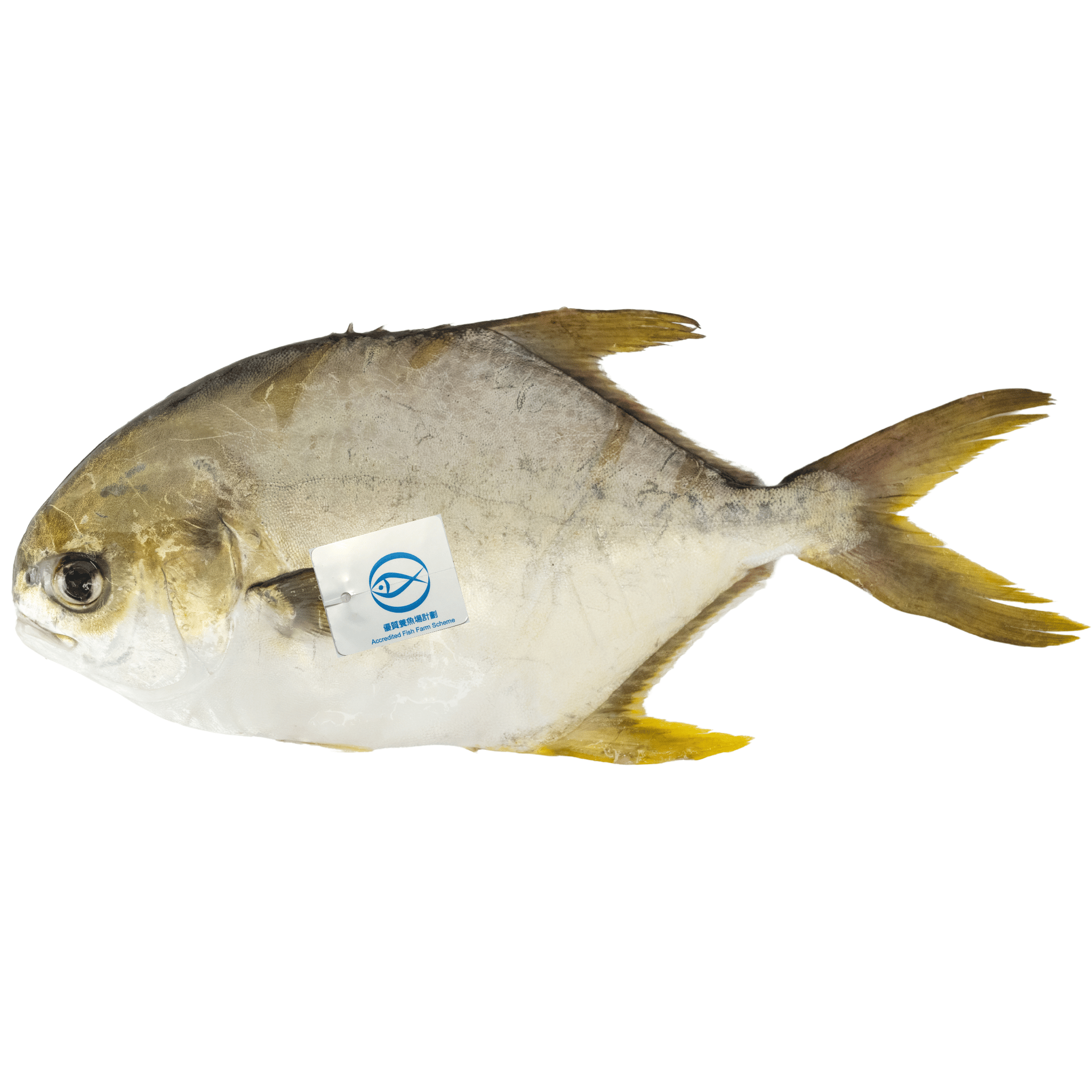本地優質東龍黃立鯧 1條 500g (包)