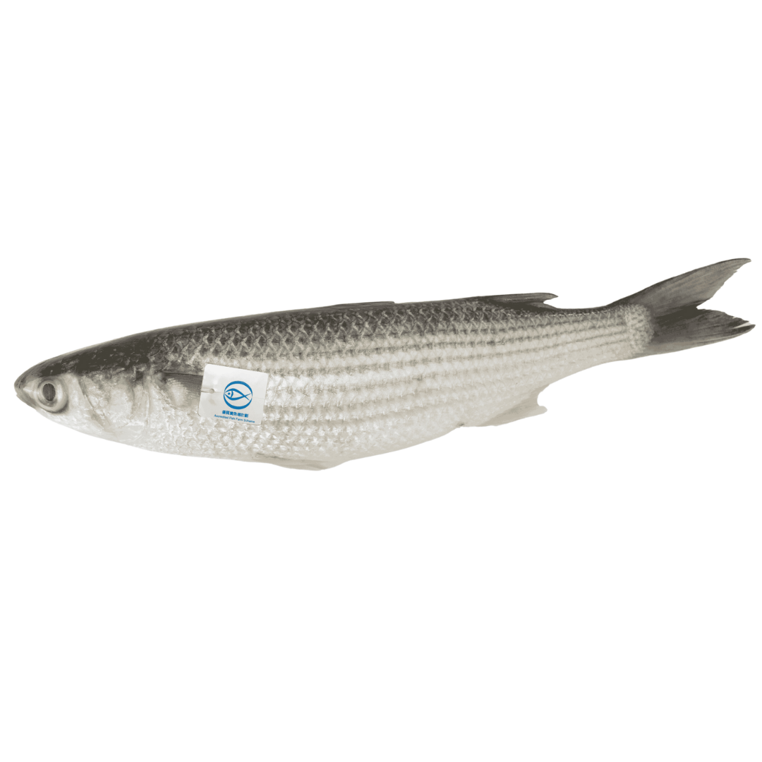 Local IQF AFFS Grey Mullet 300g/pc