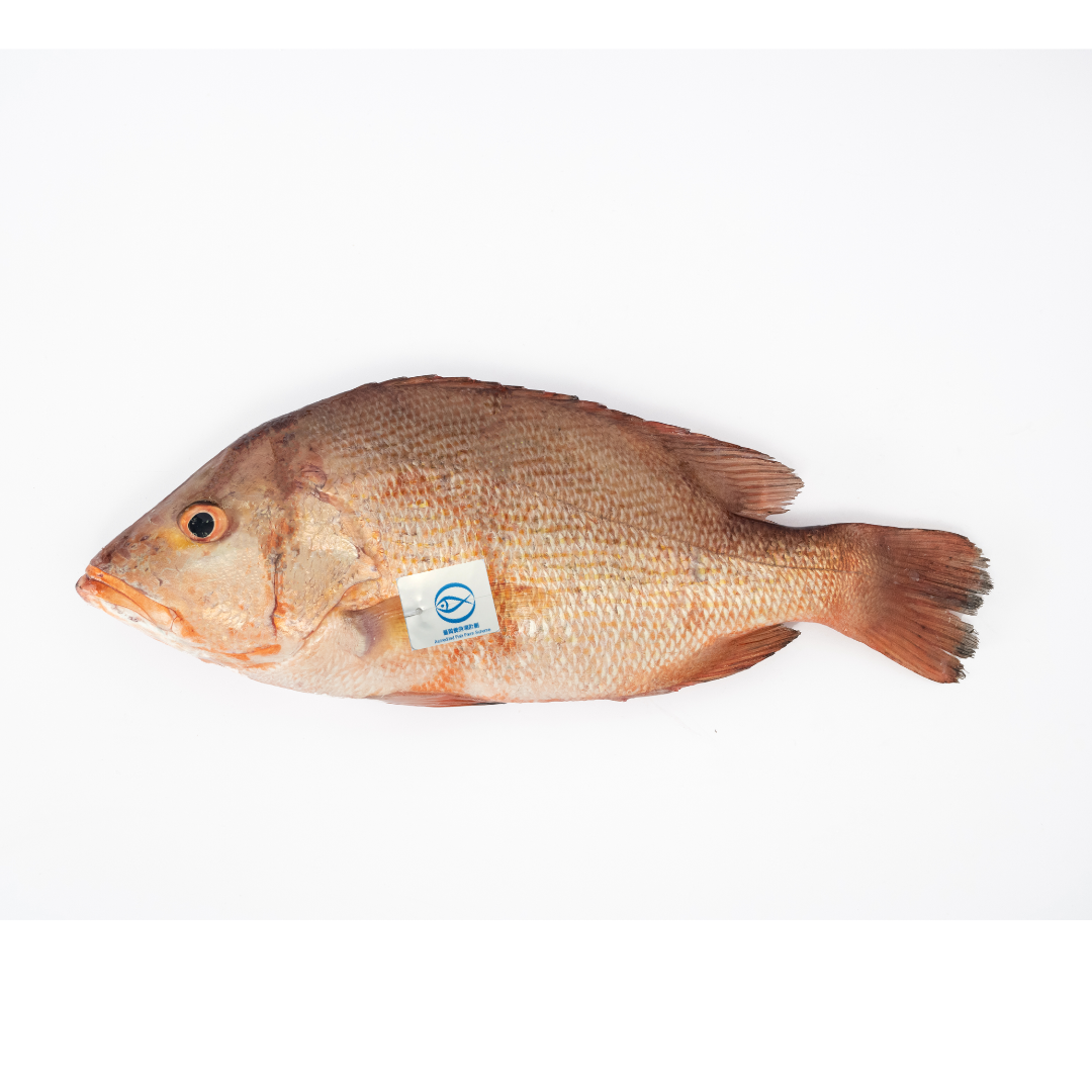 Local IQF AFFS Red Snapper 400g
