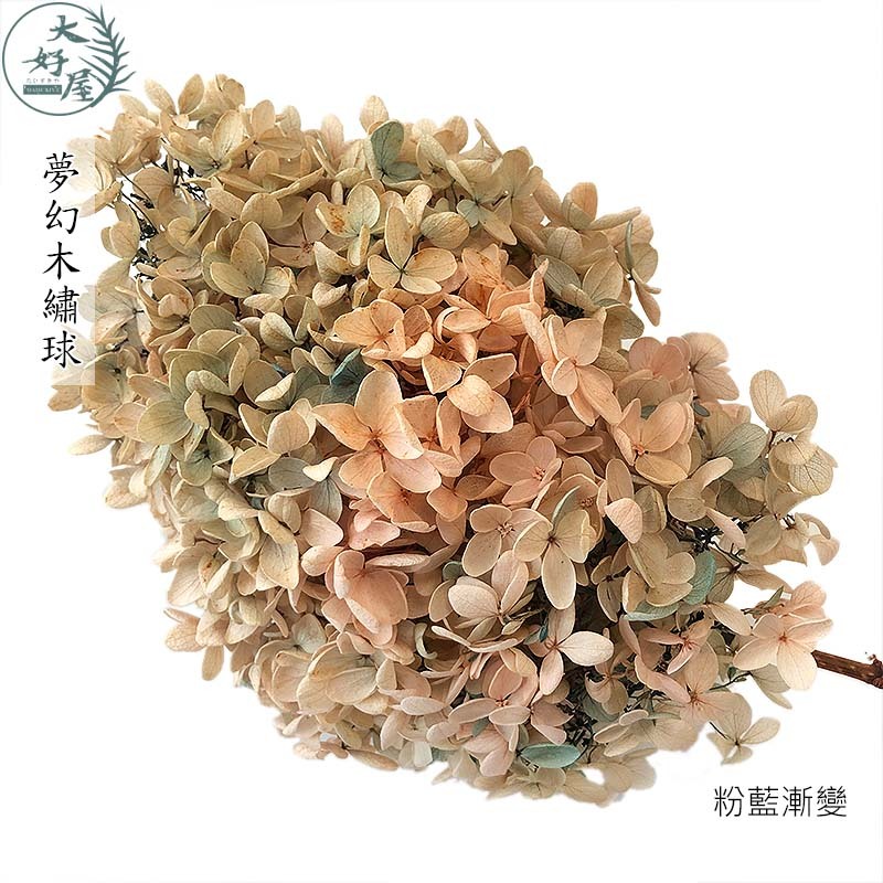 永生木繡球 & 亞特蘭繡球【束裝】