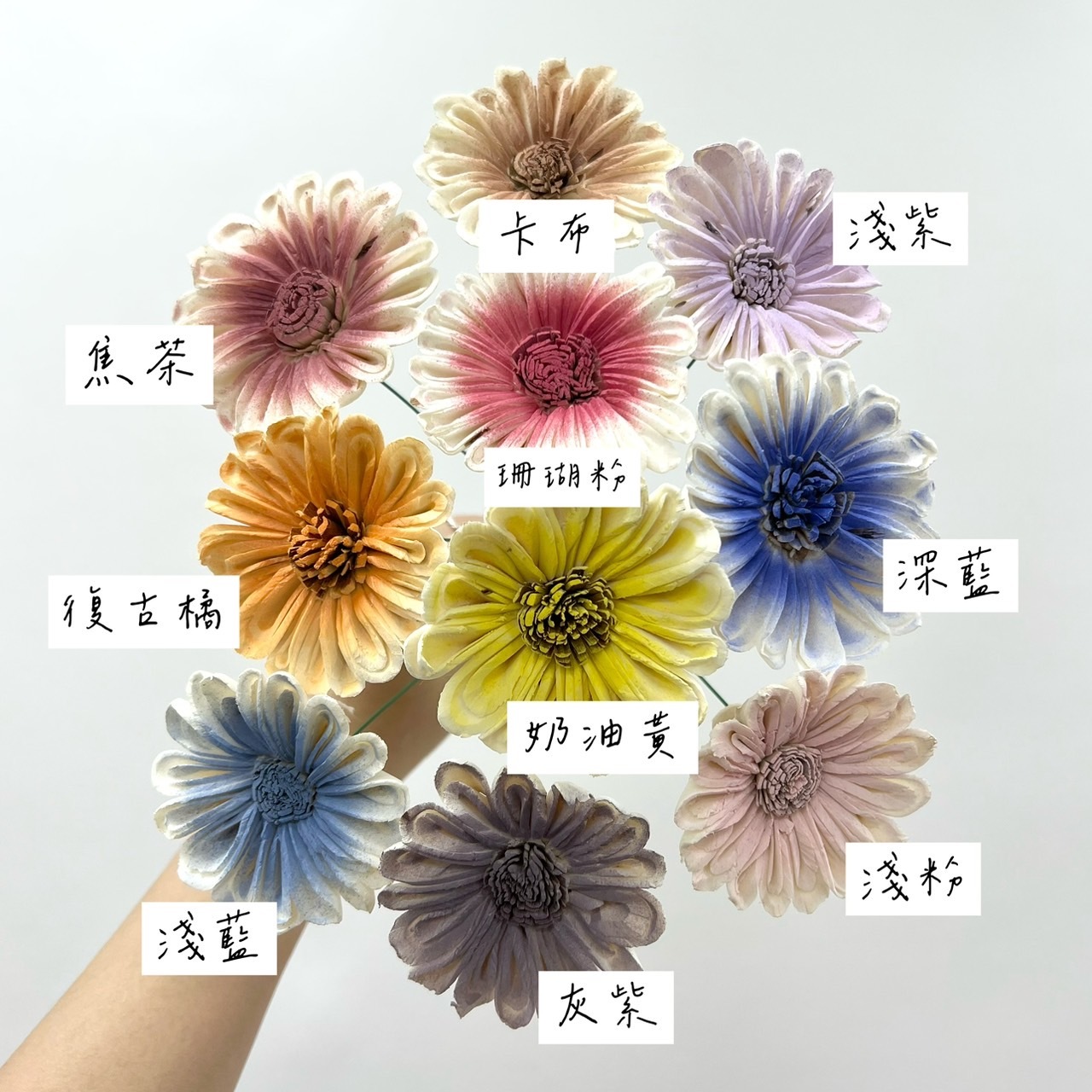印度索拉花 非洲太陽花6-7公分 <10支1把>