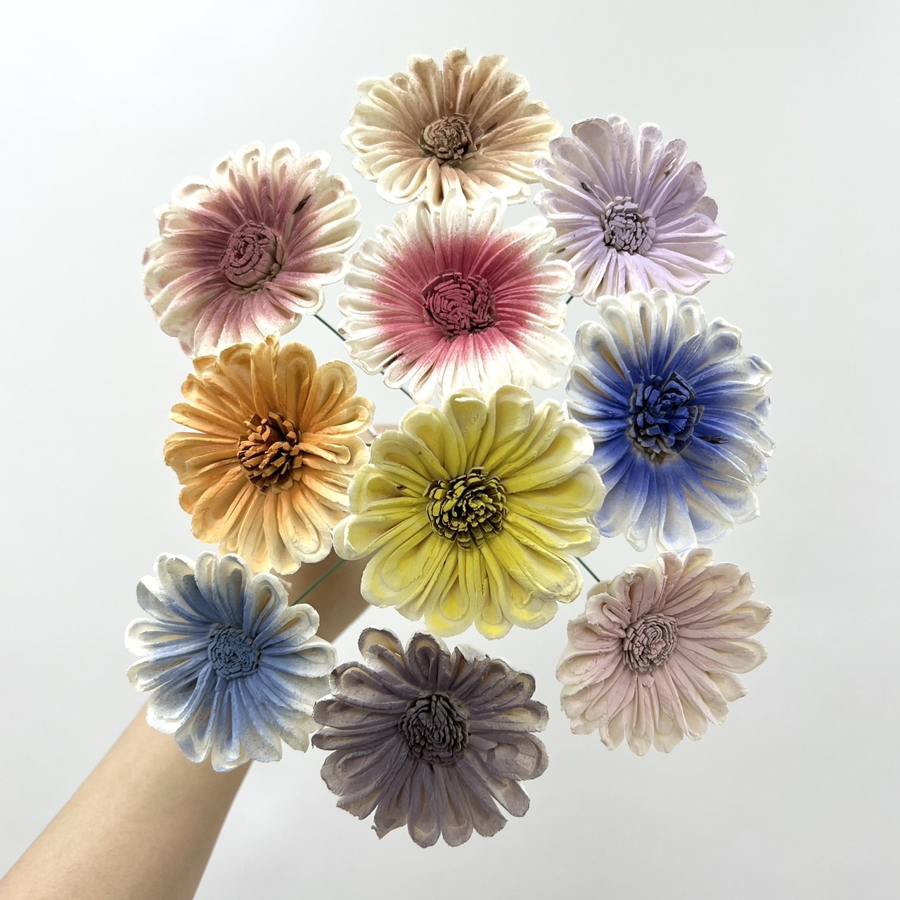 印度索拉花 非洲太陽花6-7公分 <10支1把>