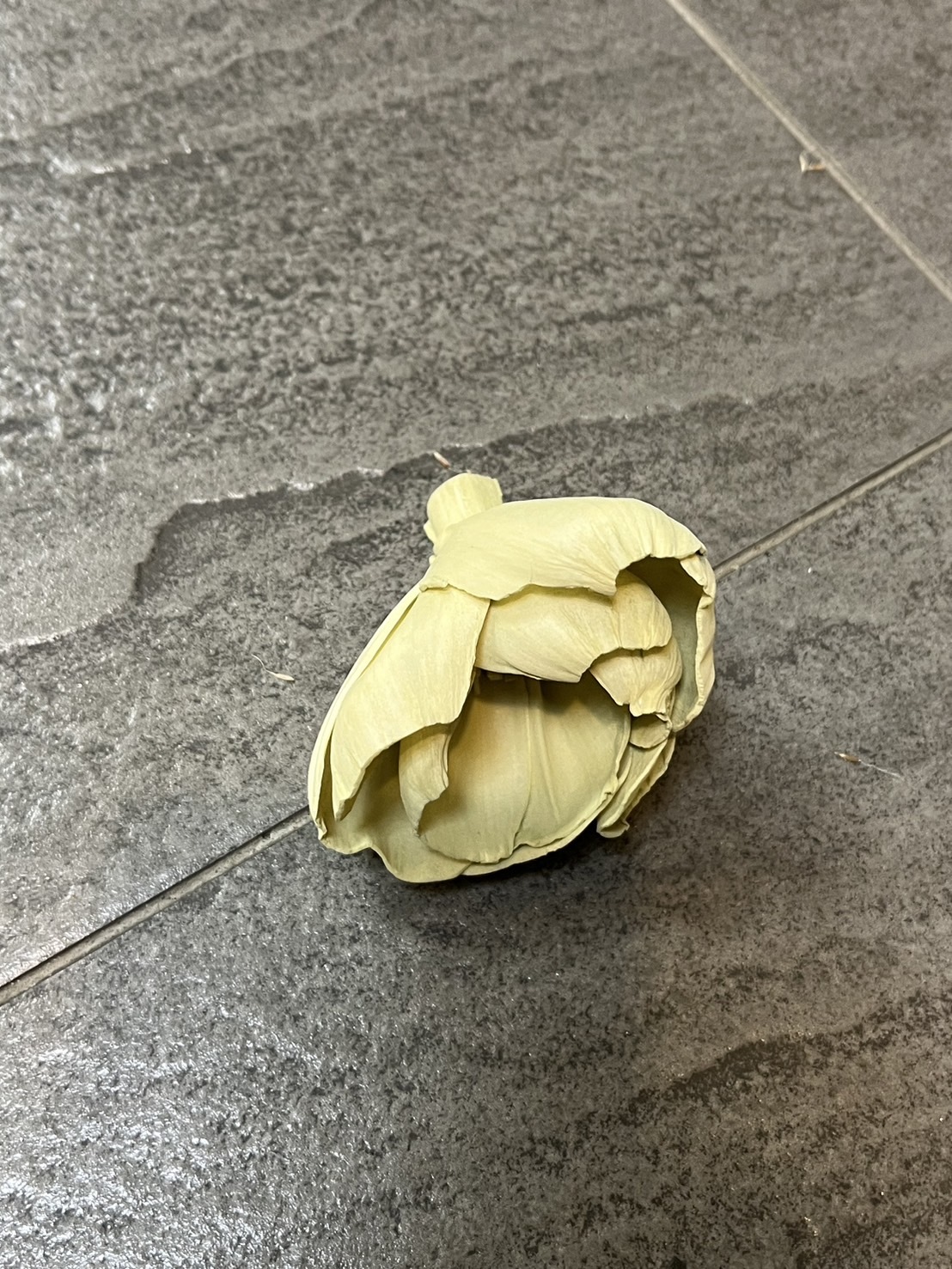 索拉牡丹花6CM  五色 單顆