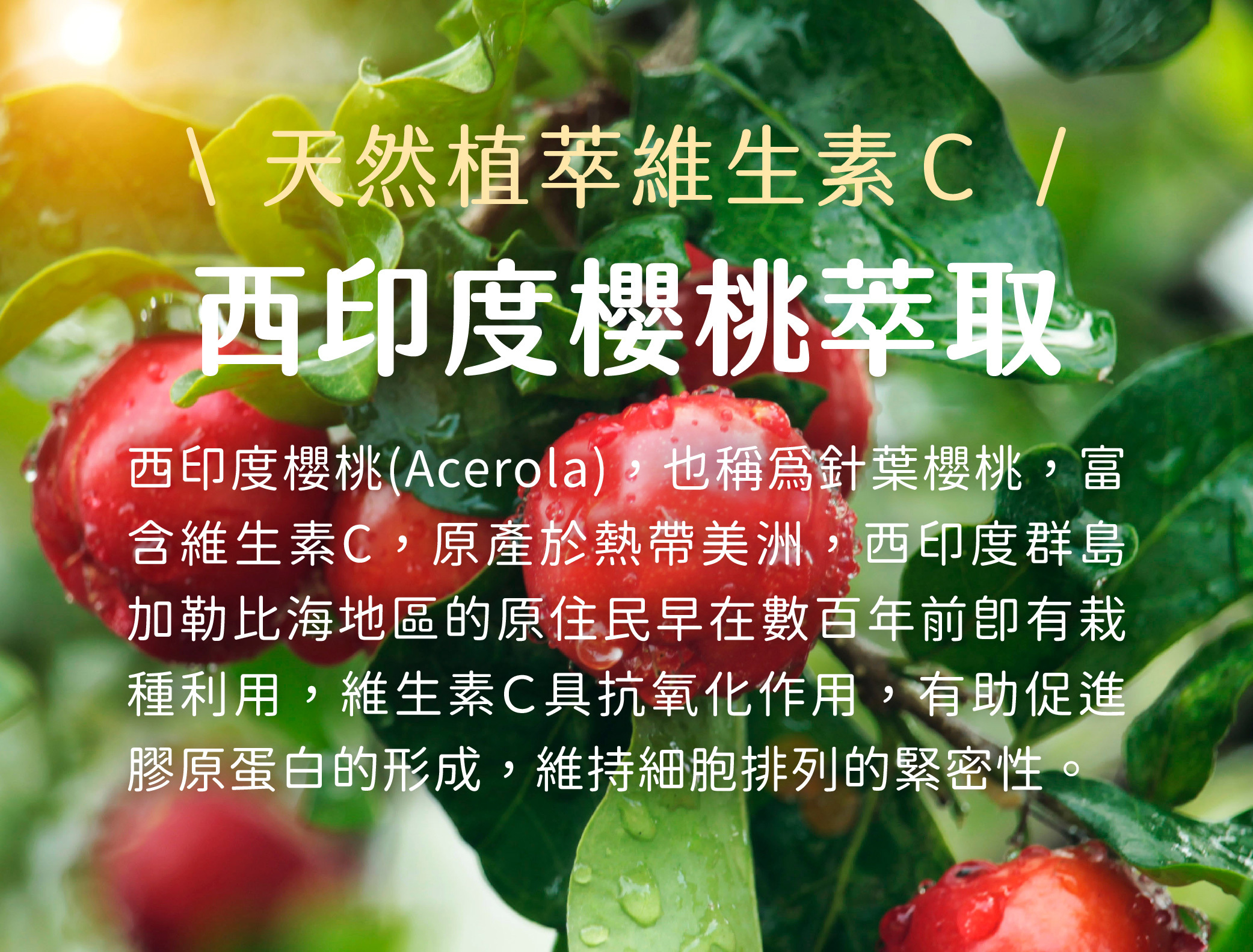 選用西印度櫻桃來源天然左旋維生素C,幫助肌膚淡化斑點,抗氧化,美白透亮