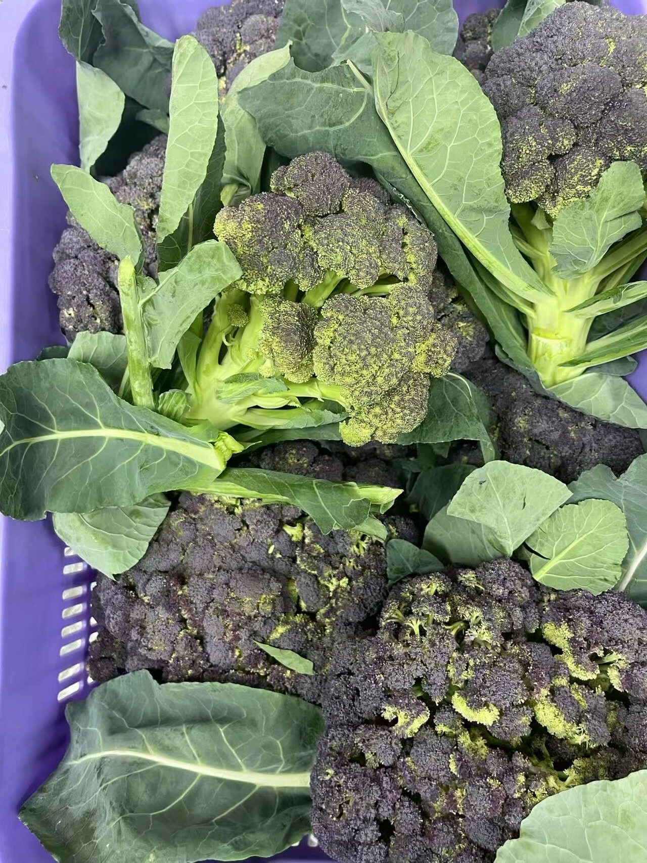 Local Organic Purple  Broccoli（Catty）