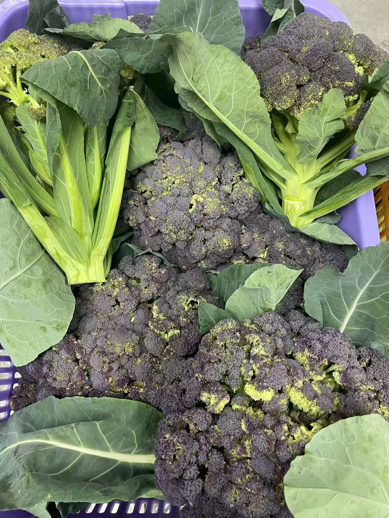 Local Organic Purple  Broccoli（Catty）