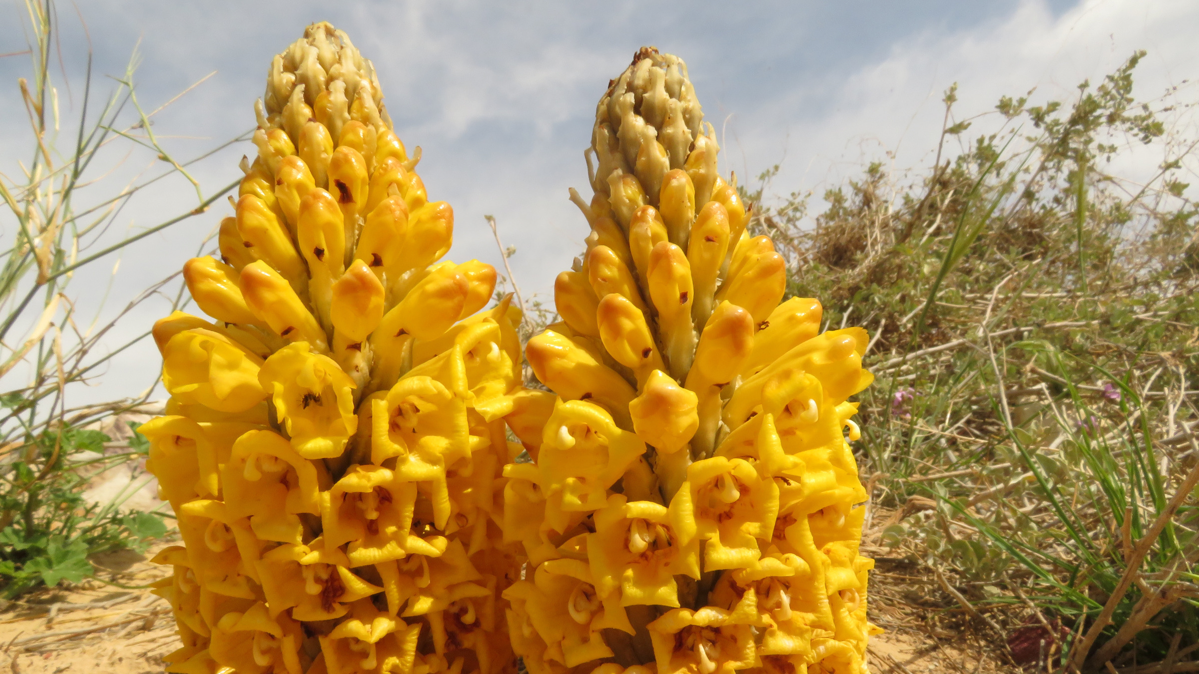 蓯蓉,中藥,中藥雞湯,雞湯,備孕,懷孕,產後,強陰補氣,延緩衰老,