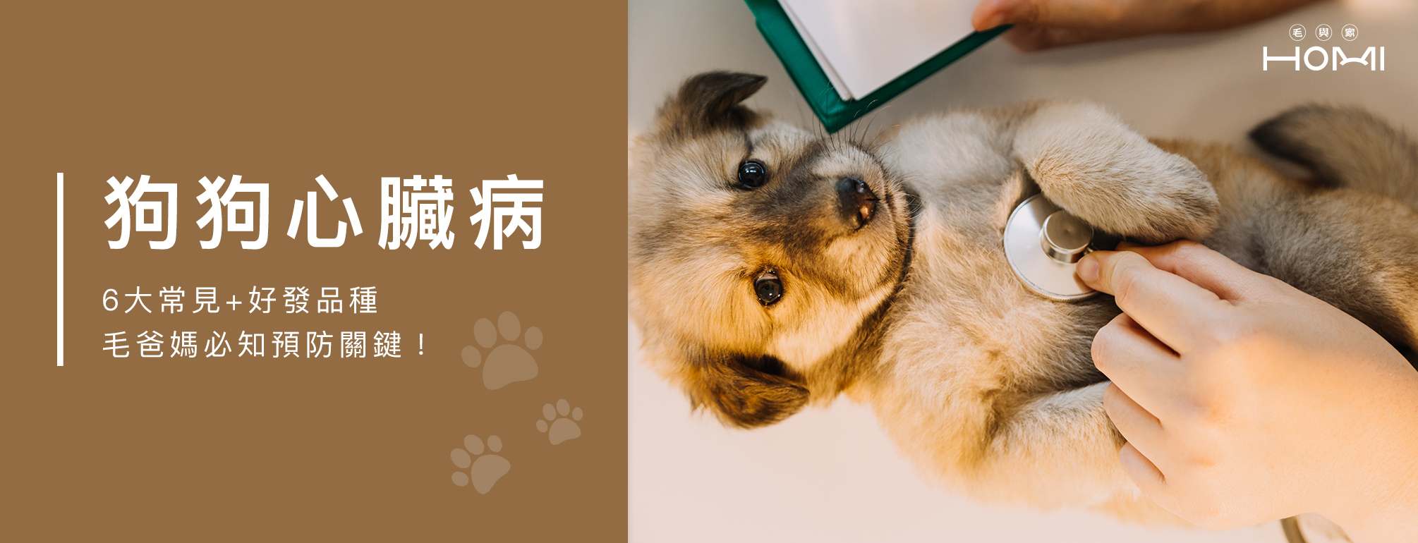 狗狗心臟病 6 大常見 + 好發品種，毛爸媽必知預防關鍵！