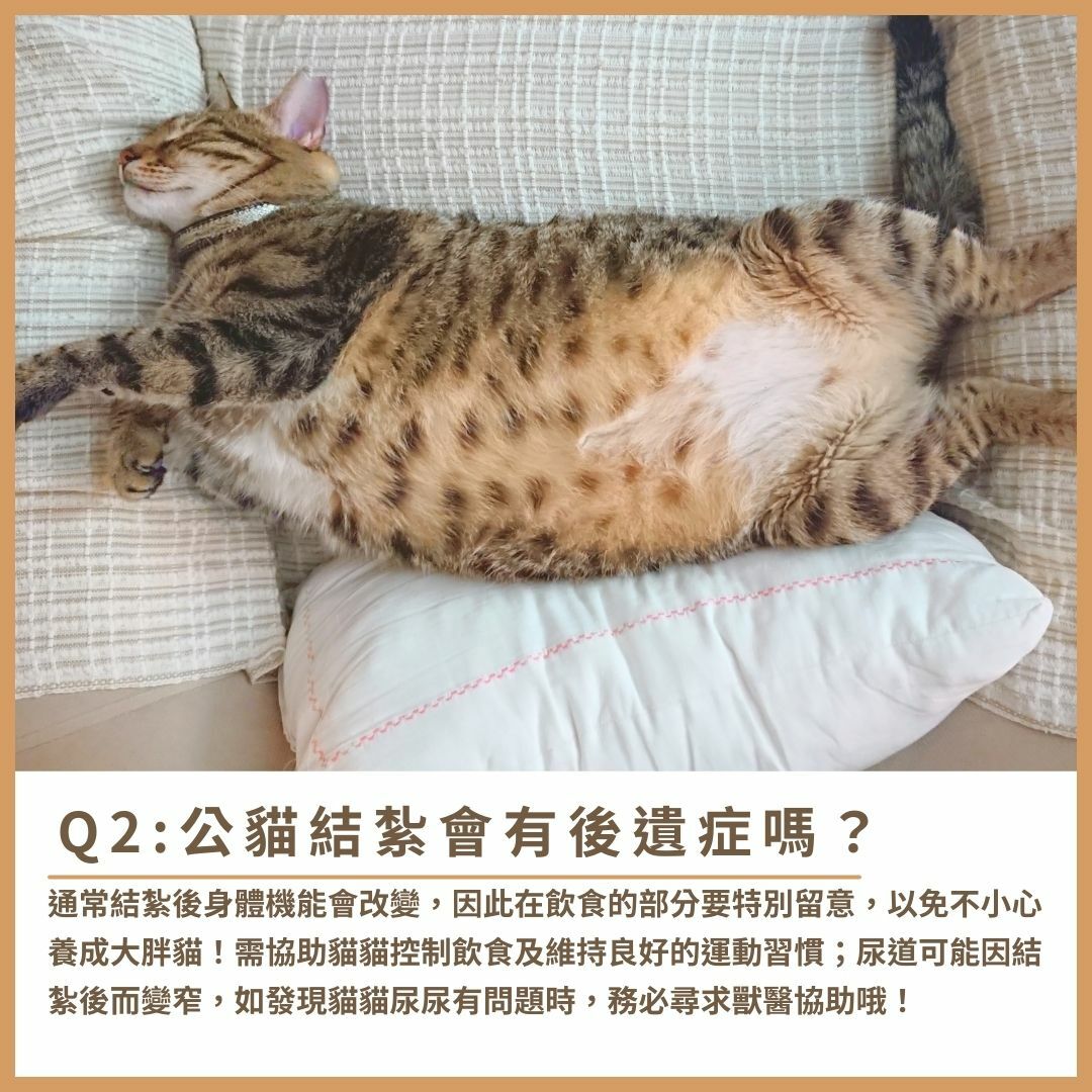公貓結紮後遺症