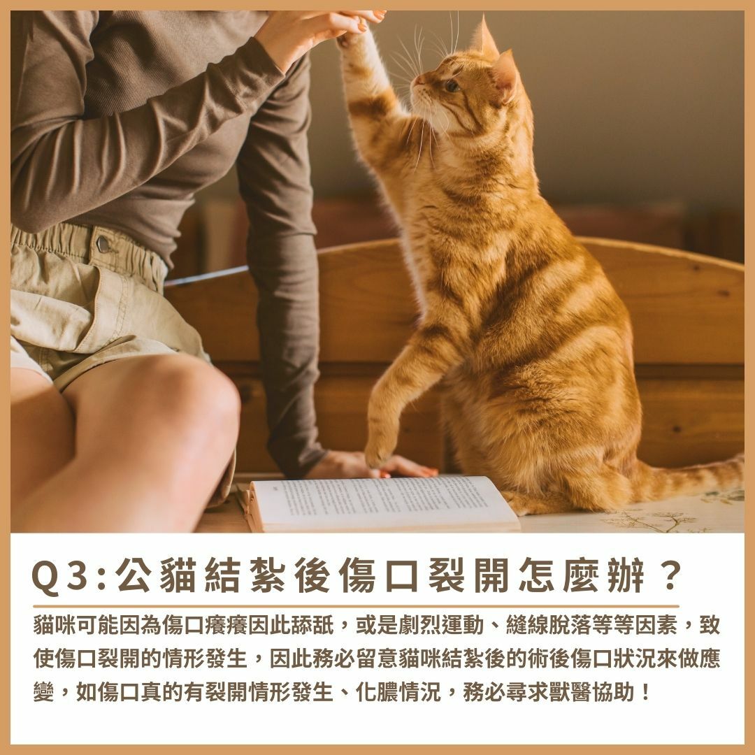 公貓結紮後傷口裂開