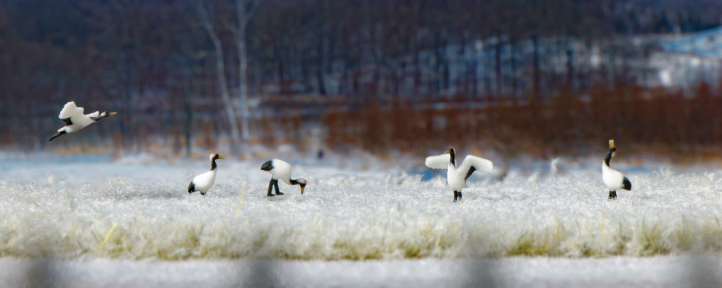 Kato 24-712 N規 丹頂鶴