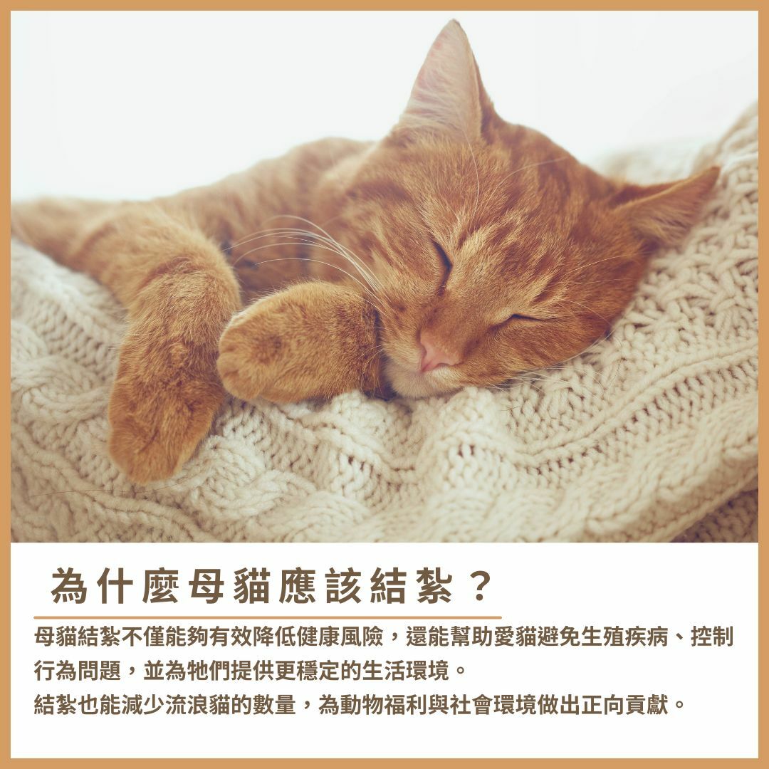 母貓結紮的重要性