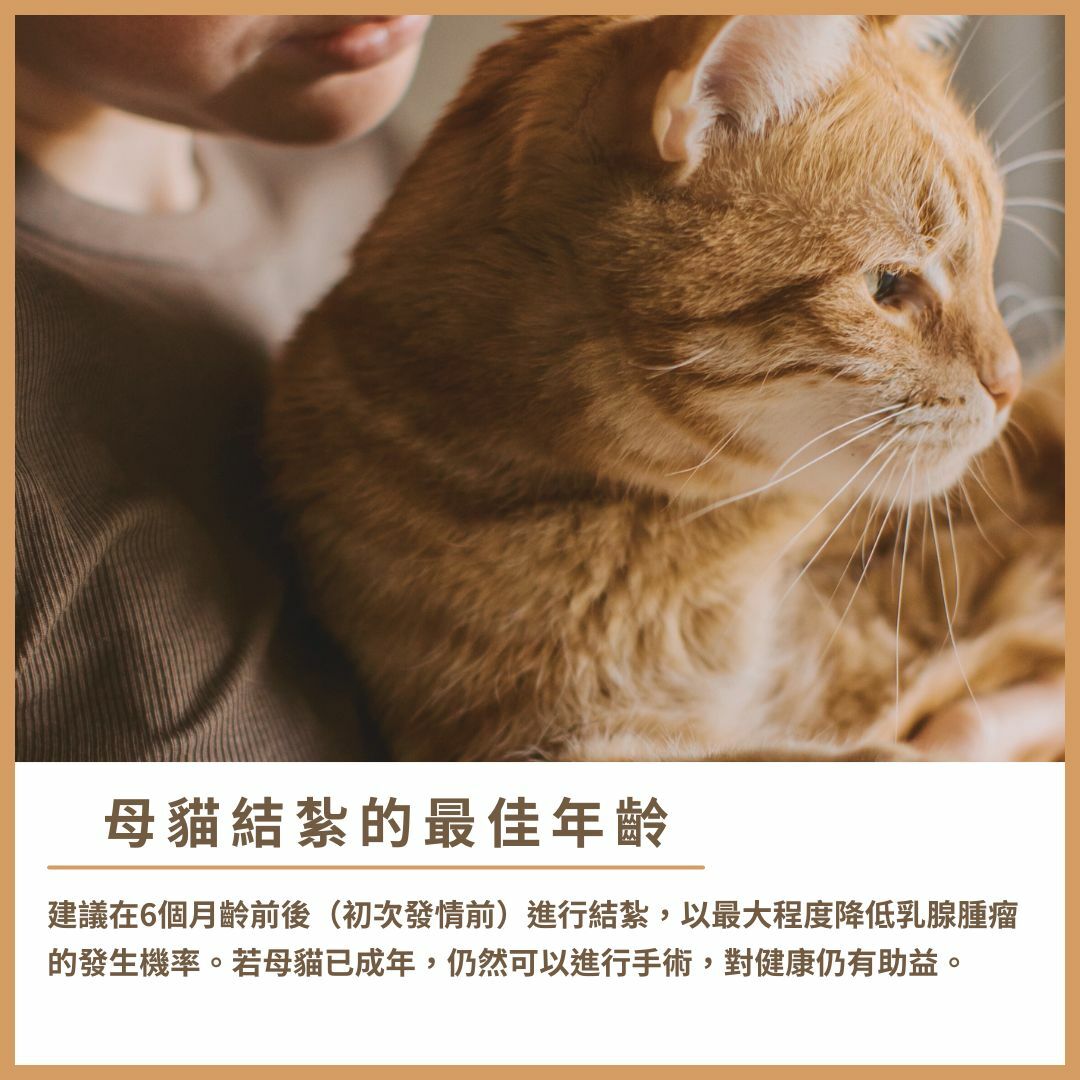 母貓結紮年齡建議
