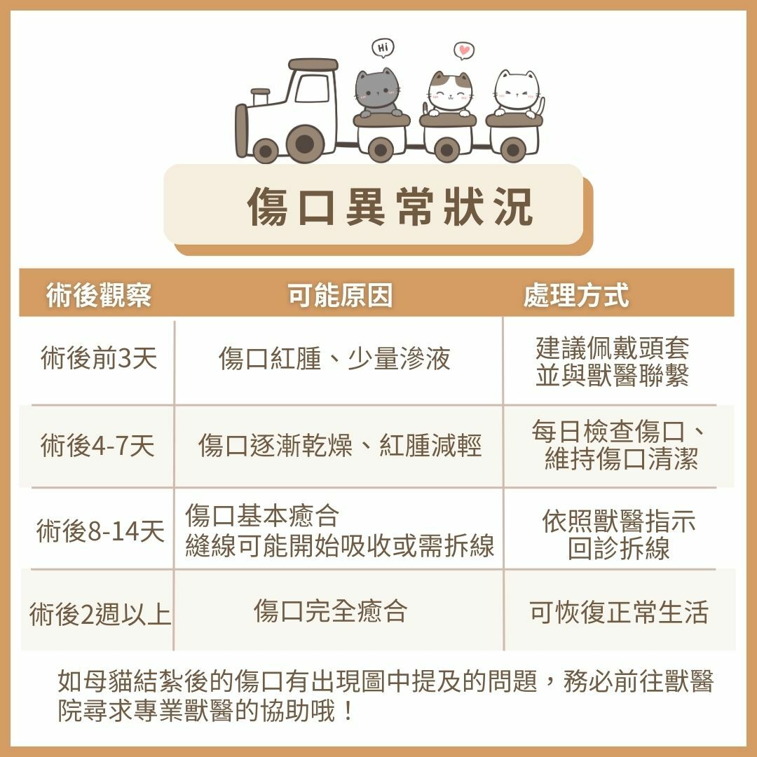 母貓結紮後術後傷口狀況與照護方式