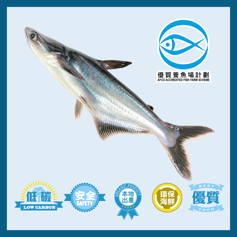 IQF Local Pangasius Sutchi 500g/pc