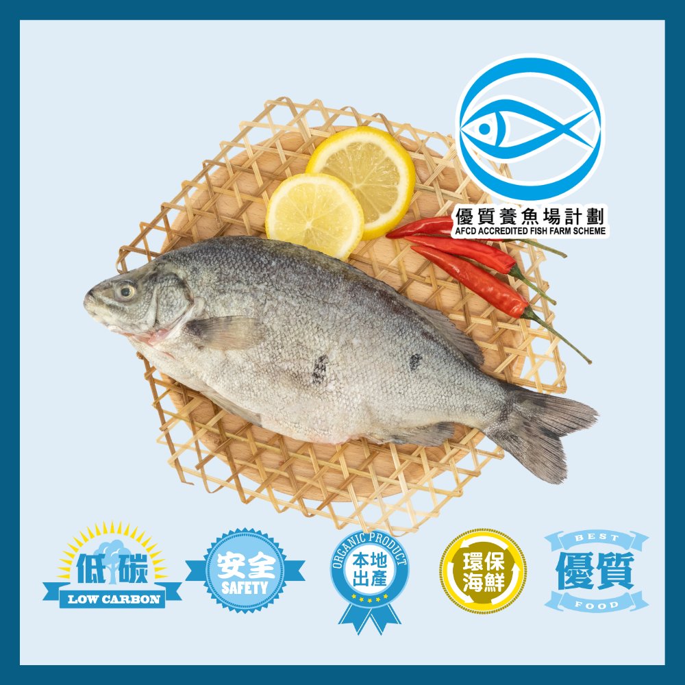 本地速凍優質寶石魚1條 300g/件