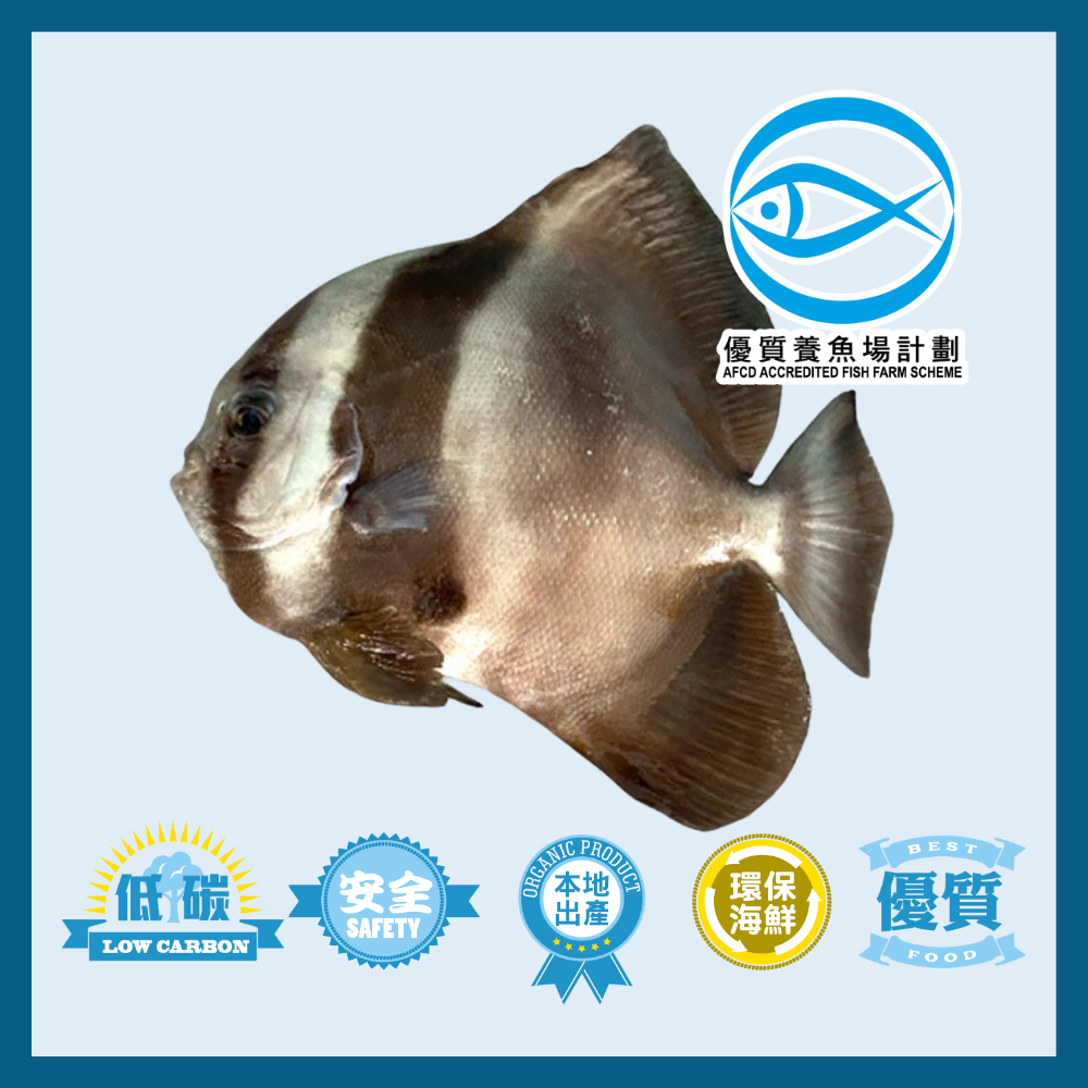 Local Special Offer: Wong Cheuk Kwan Farm - Local IQF Round Batfish 700g
