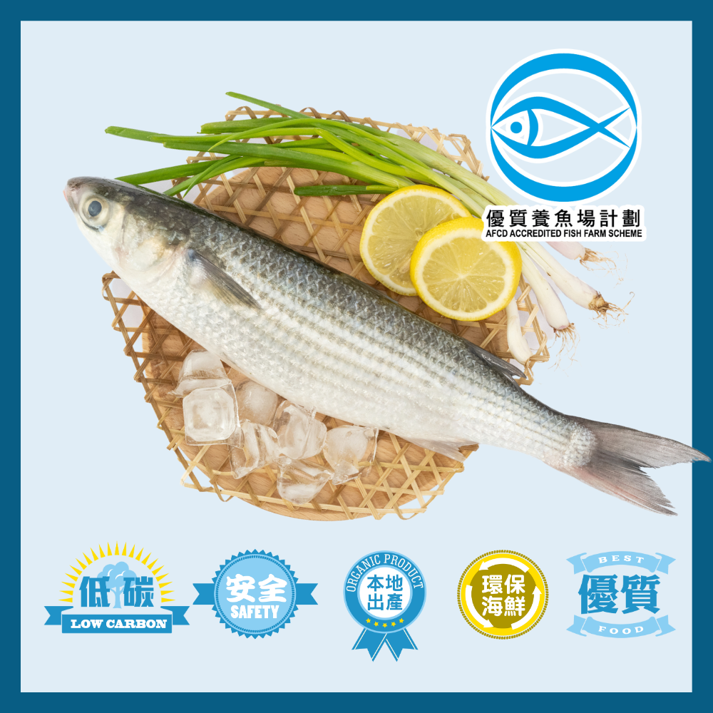 Local IQF AFFS Grey Mullet 300g/pc