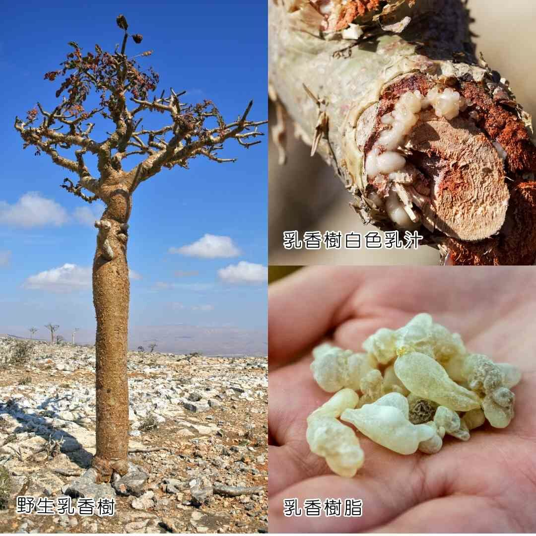 乳香樹脂來自野生乳香樹被割傷流出的枝液，這些汁液在接觸空氣後凝固成硬化的結晶體，形成了常見的乳香樹脂，以便作後續的提煉與萃取。