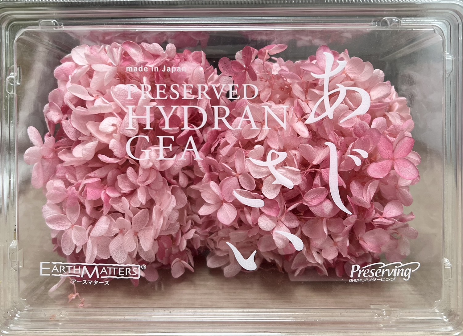 日本不凋中葉繡球 01515-151