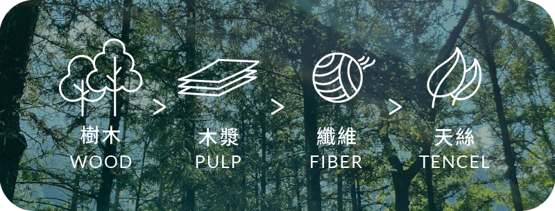 天絲的製造過程：取自樹木，製成木漿，轉為纖維，最後成為天絲。