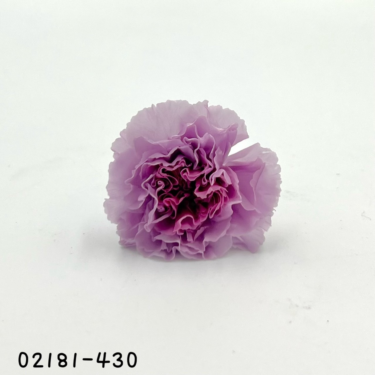 日本不凋康乃馨(9朵) 02181-430