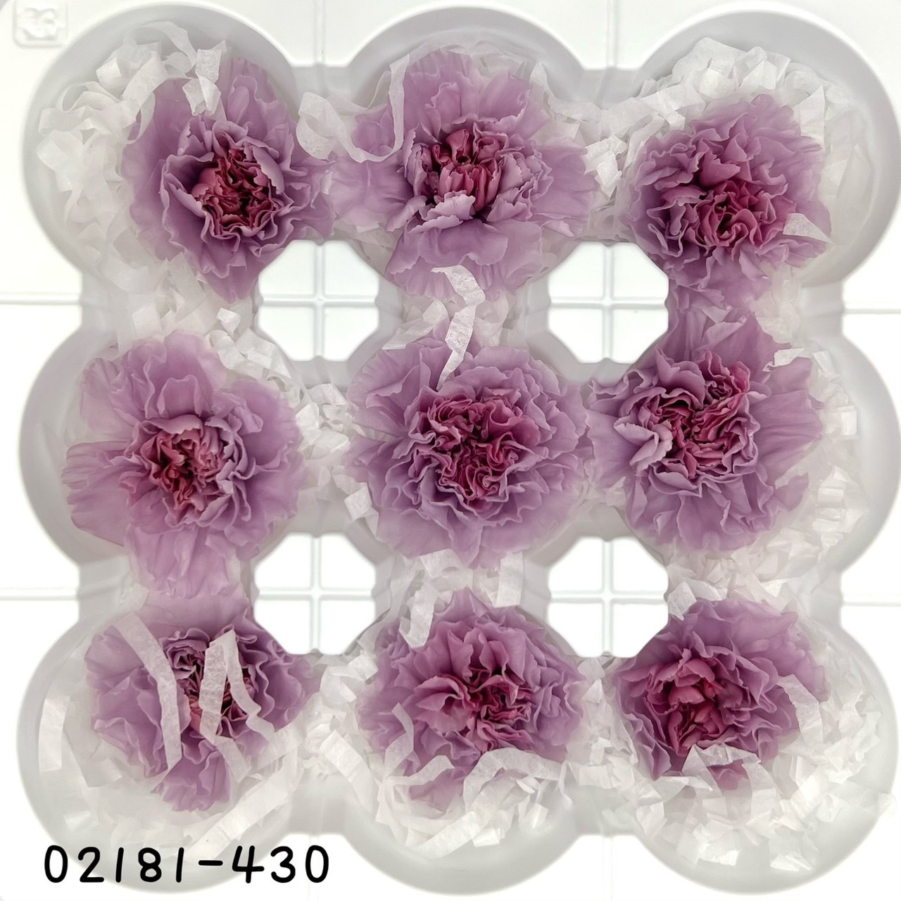 日本不凋康乃馨(9朵) 02181-430