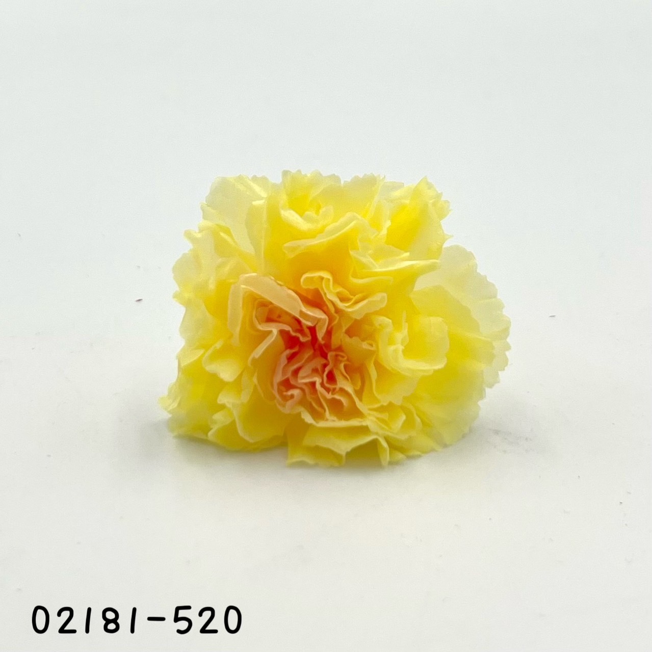 日本不凋康乃馨(9朵) 02181-520