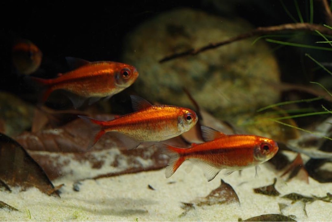 紅月可卡燈 II 型｜Moenkhausia rubra （3-4cm）