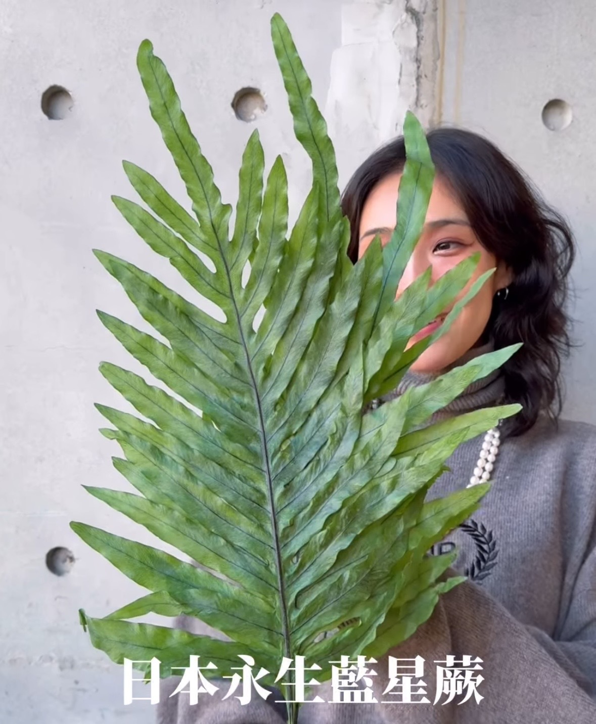 永生藍星蕨（日本）