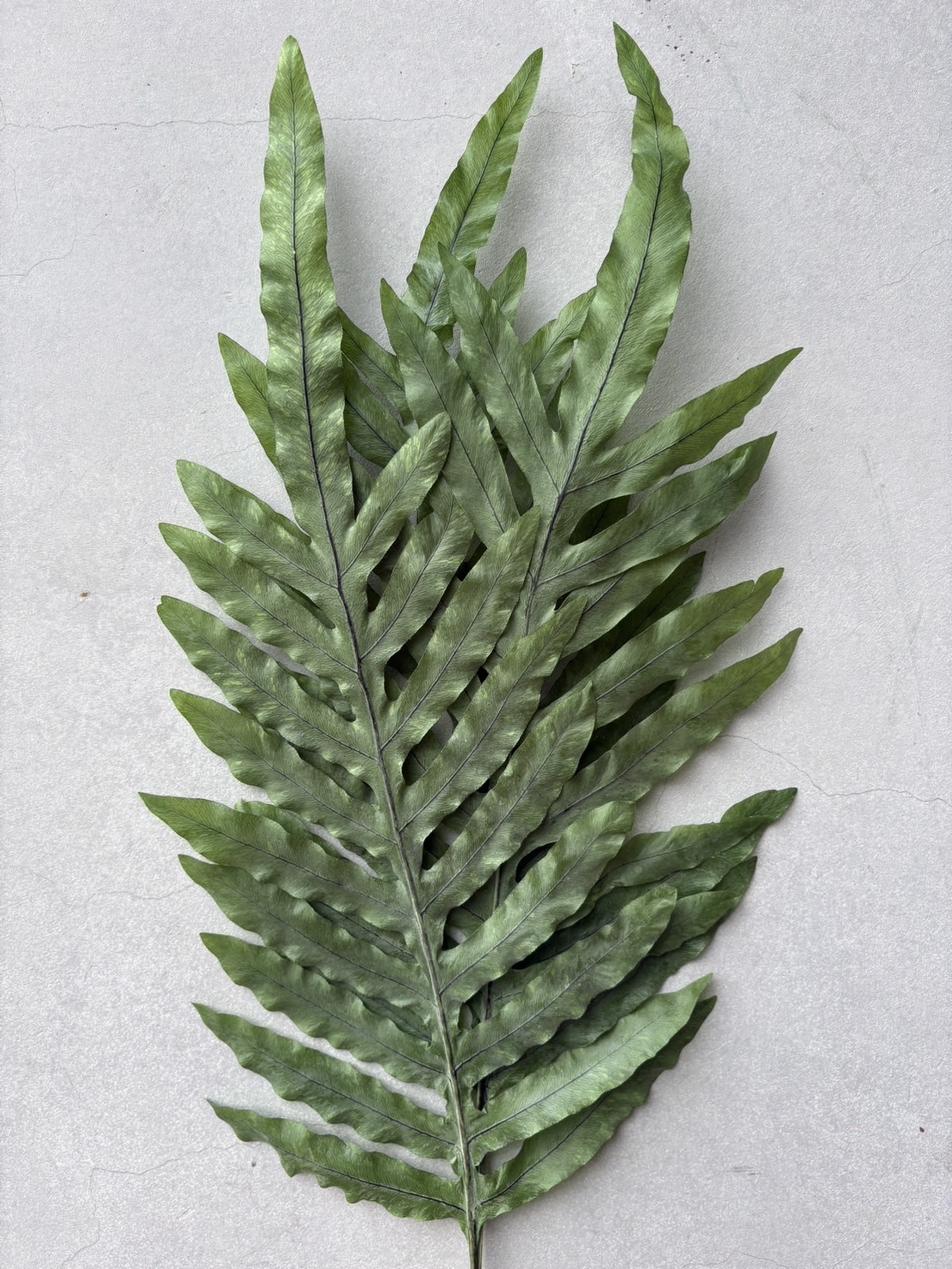 永生藍星蕨（日本）