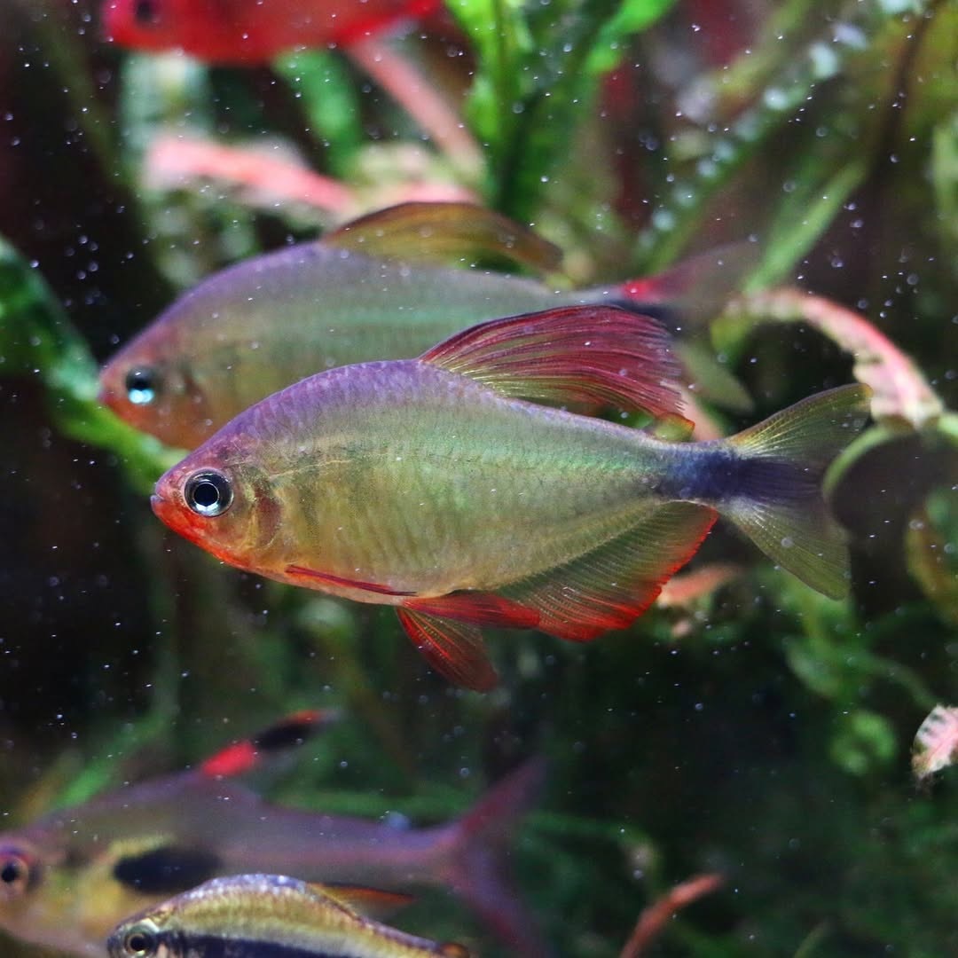 蝴蝶凱蒂燈 ｜Hyphessobrycon procyon