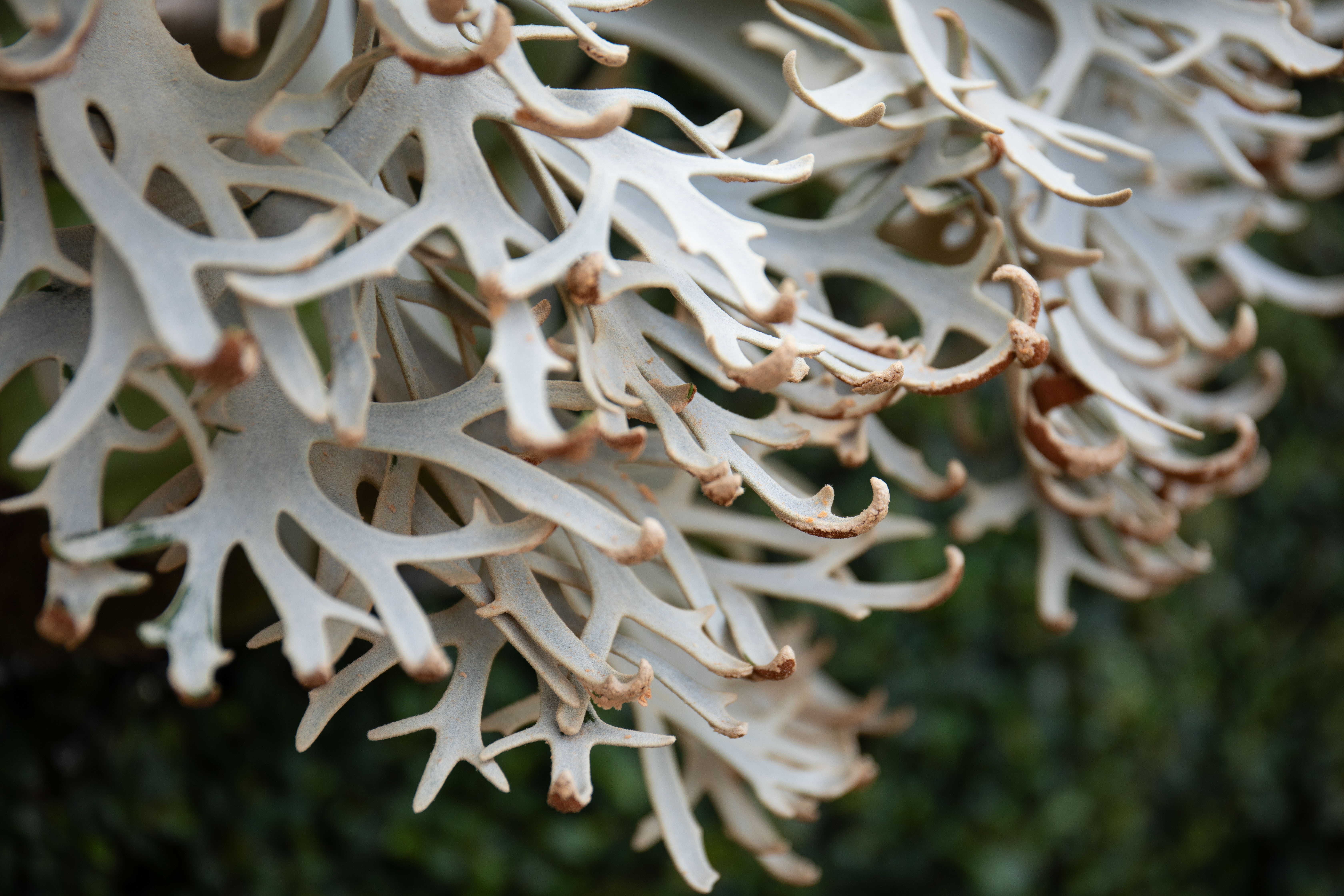 P.willinckii Jenny