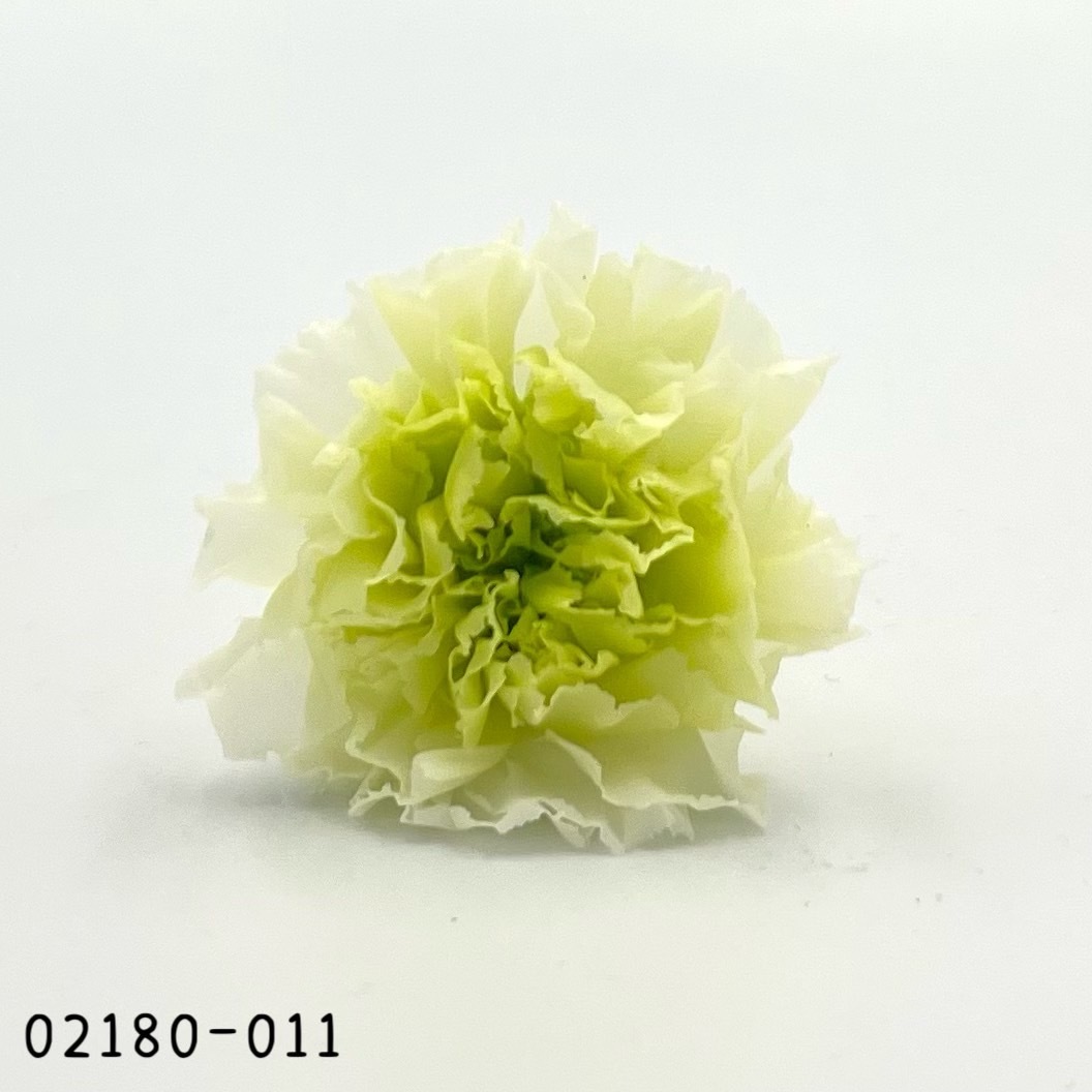 日本不凋大輪漸層康乃馨(8朵) 02180-011