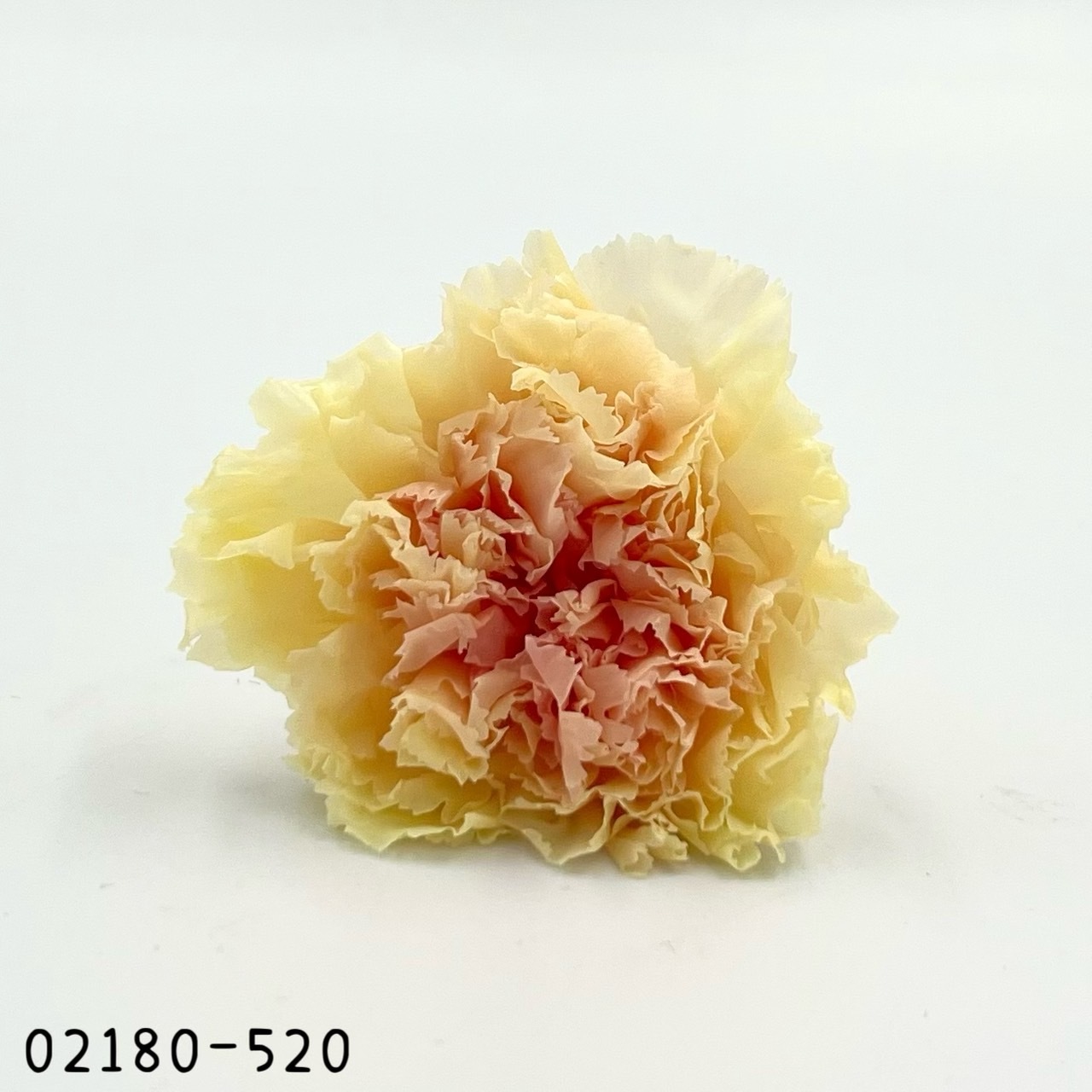 日本不凋大輪漸層康乃馨(8朵) 02180-520