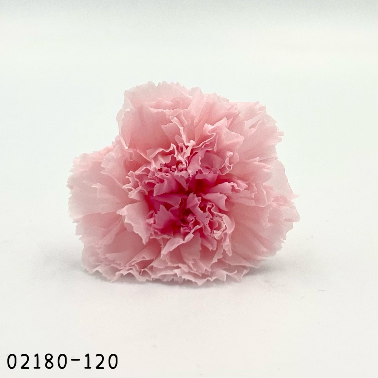 日本不凋大輪漸層康乃馨(8朵) 02180-120