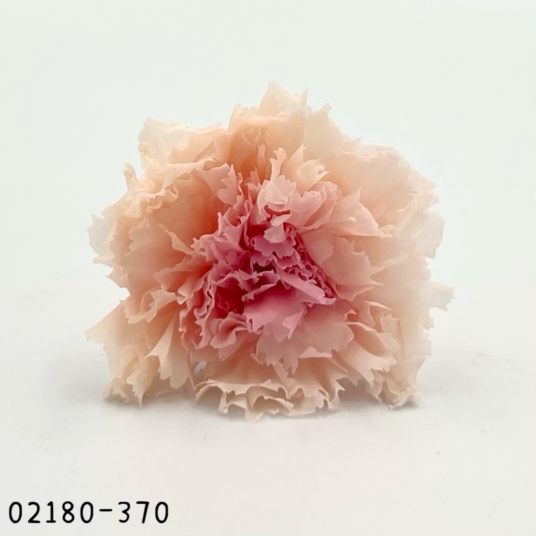 日本不凋大輪漸層康乃馨(8朵) 02180-370